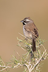 Black-throated Sparrow