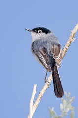 Black-tailed Gnatcatcher