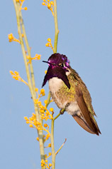 Costa's Hummingbird