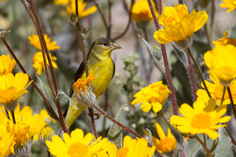 Lesser Goldfinch