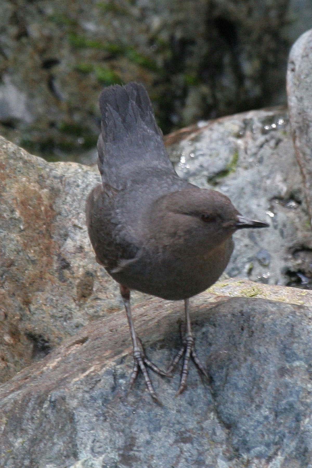 American dipper