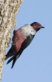 Lewis's Woodpecker by Obie Gilkerson