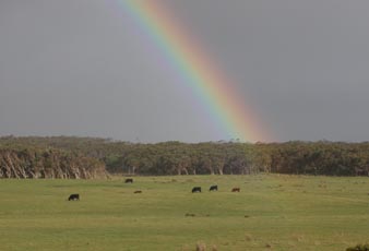 Tasmanian Landscape