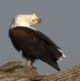 African Fish Eagle