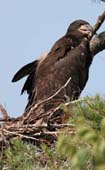 Immature Bald Eagle