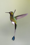 Booted Rackettail