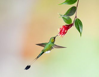 Booted Rackettail