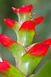 Bromeliad