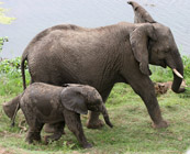 Elephants