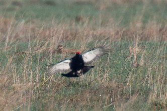 Black Grouse