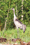 Common Crane