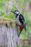 Great Spotted Woodpecker