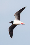 Little Gull