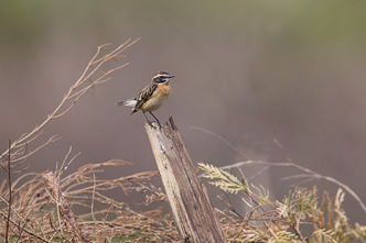 Whinchat