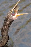 Anhinga with Fish