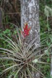Flower-Corkscrew Swamp