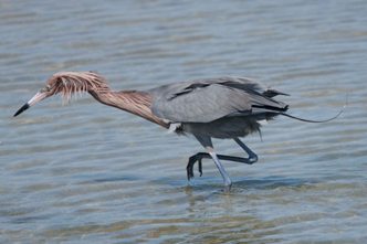 Reddish Egret-Lover's Key