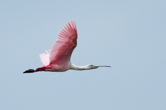 Roseate Spoonbill - Everglades