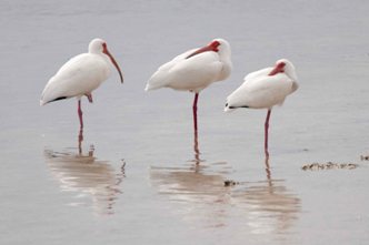 White Ibis - Ding Darling