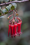 Fuschia