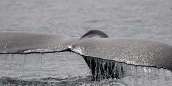 Humpback Whale