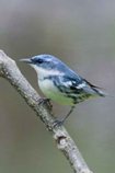 Cerulean Warbler