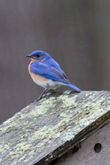 Eastern Bluebird