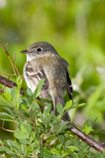 Least Flycatcher