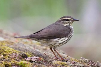 Northern Waterthrush