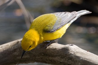 Prothonotary Warbler