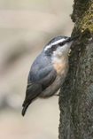 Red-breasted Nuthatch