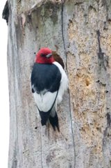 Red-headed Woodpecker