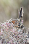 Rufous-eared Warbler