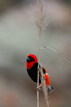 Red Bishop