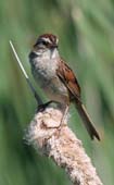 Swamp Sparrow